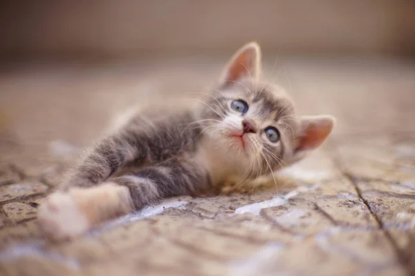 Szép cica feküdt az udvaron egy kő padlón, egy gyönyörű portré egy aranyos kis cica kisállat pihen. — Stock Fotó