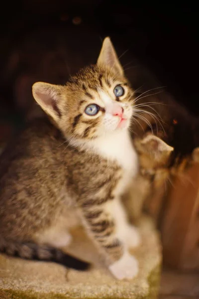 Tabby gatinho listrado sentado em um tijolo branco — Fotografia de Stock