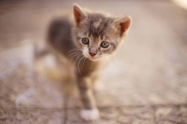 Lovely kitten walk on a stone floor — Stock Photo, Image