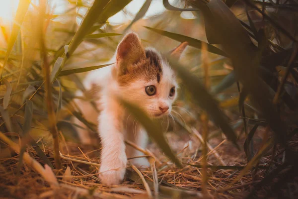 Beyaz kedi yavrusu çimenlerde yürüyor, güneşli bir gün bahçede. — Stok fotoğraf