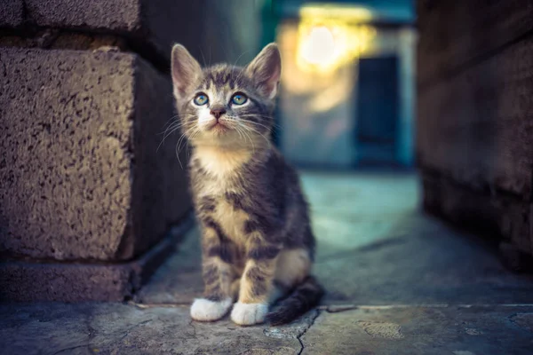 Pálido gris tricolor gatito sentado en el en el suelo de piedra al aire libre — Foto de Stock