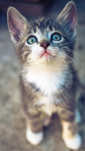 Schöne hellgraue tricolor Kätzchen sitzt auf dem Steinboden im Freien, Nahaufnahme Porträt einer niedlichen Katze, Blick nach oben. — Stockfoto