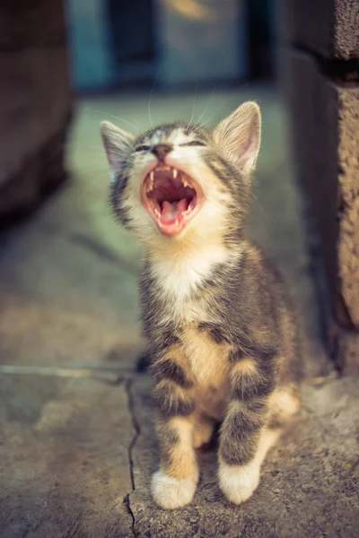 Bocejando amplamente pálido gatinho tricolor cinza sentado no chão de pedra, meowing retrato do gatinho. Animais de estimação engraçados. Bocas de gato — Fotografia de Stock