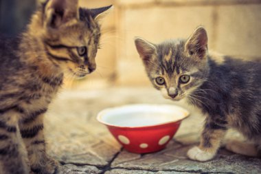 Taş zeminde kırmızı bir seramik kaseden süt yiyen kedi yavrusu..