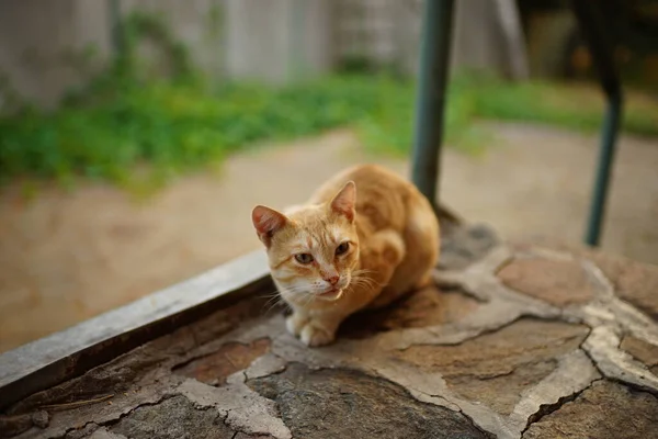Gatto carino appoggiato su una soglia di pietra, piante verdi e un cortile su uno sfondo sfocato . — Foto Stock