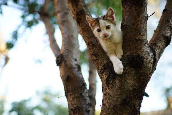 Şirin beyaz kedi yavrusu ağaçta oynuyor. Evcil bir kedinin portresi.