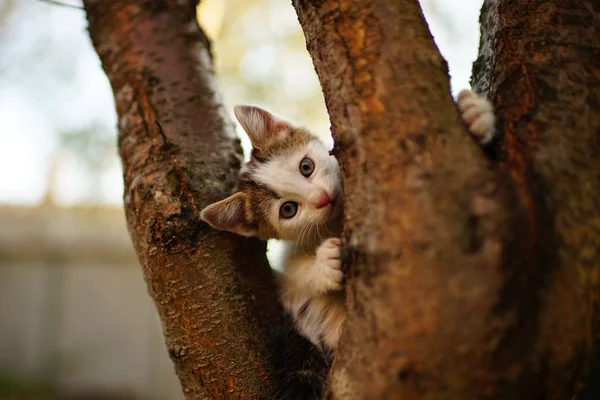 Gatinho branco encantador jogar em uma árvore. Retrato de um gato doméstico bonito no jogo . — Fotografia de Stock