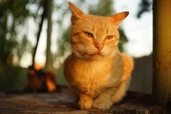 Ginger cat relaxar no chão de pedra ao ar livre, luz do pôr do sol . — Fotografia de Stock