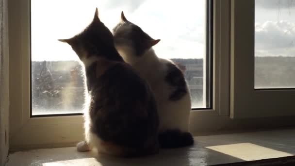 二匹の子猫が順番に互いに舐め合い 二匹の猫が窓辺に座っています — ストック動画