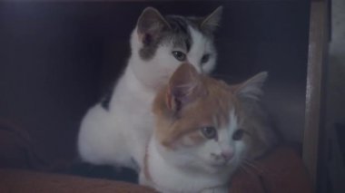 Beyaz kedi diğer kızıl kedileri yalıyor, bir çift sevimli kedi, hijyen ve evcil hayvan sevgisi