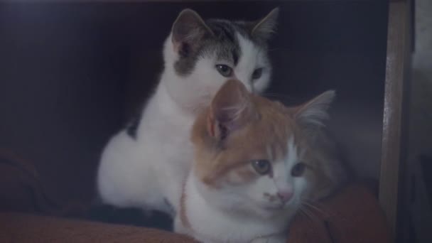 Bianco Gattino Leccare Altri Gattino Zenzero Paio Gatti Belle Igiene — Video Stock