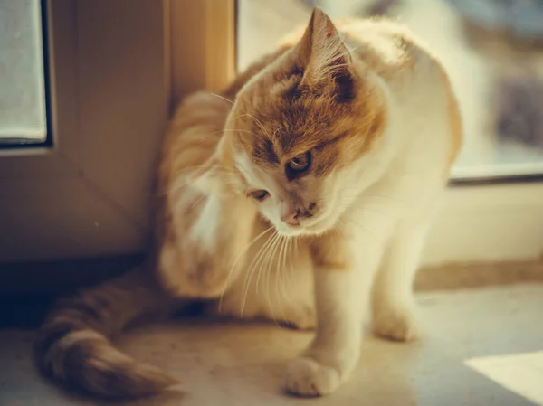 Kedi pençesi kulağın arkasını tırmalıyor, kedi güneşli pencere pervazında oturuyor, pireler ve evcil hayvanlarda keneler..