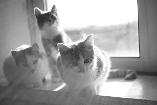 Três gatinhos bonitos sentados no peitoril da janela ensolarado, bw foto . — Fotografia de Stock