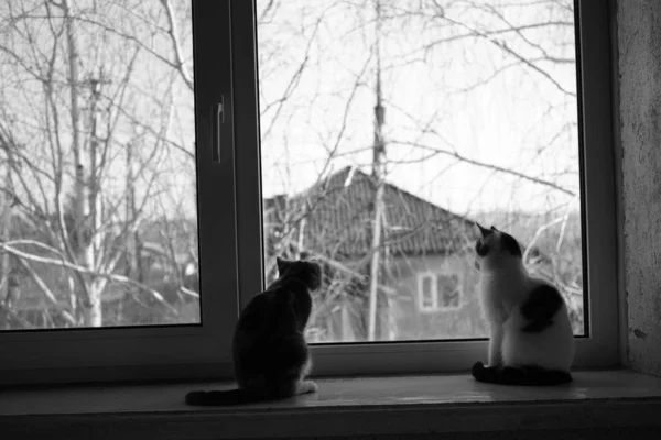 사랑 스러운 새끼 고양이 두 마리가 창가에 앉아 있고, 고양이들은 창밖을 내다보고, 애완 동물들은 실내에서 휴식을 취합니다.. — 스톡 사진