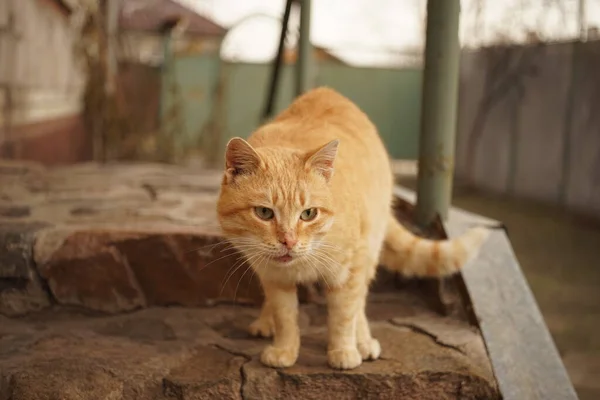 Ginger cat fica na porta da casa . — Fotografia de Stock