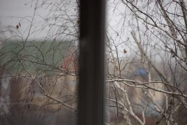 창문에서 빗방울 속의 맨 자작나무 가지들이 보이고, 시골 집들의 배경 과 가을 날의 모습. — 스톡 사진