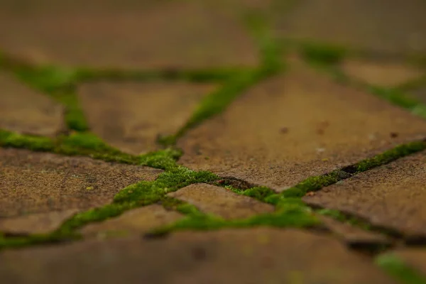 녹색 이끼가 달린 야생 돌로 만든 오래 된 포장도로. — 스톡 사진