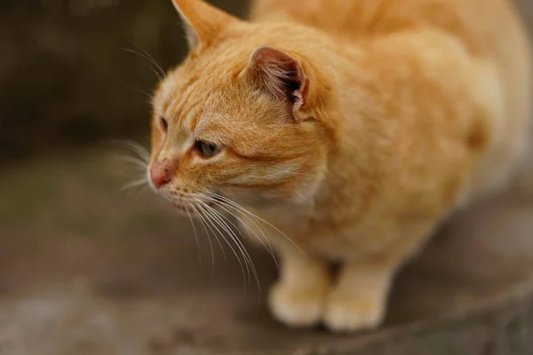 Πορτρέτο του μια γάτα τζίντζερ στο δρόμο closeup, προσεκτική ματιά. — Φωτογραφία Αρχείου