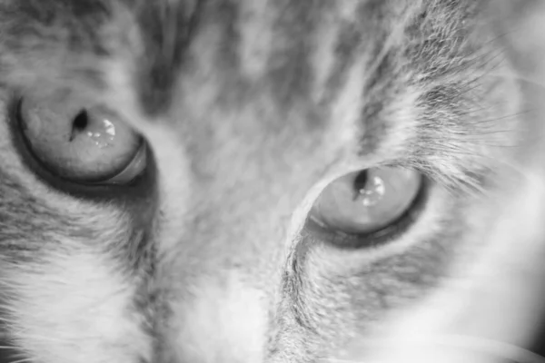 Hermoso gatito. Macro retrato de un gato. Foto en blanco y negro . —  Fotos de Stock