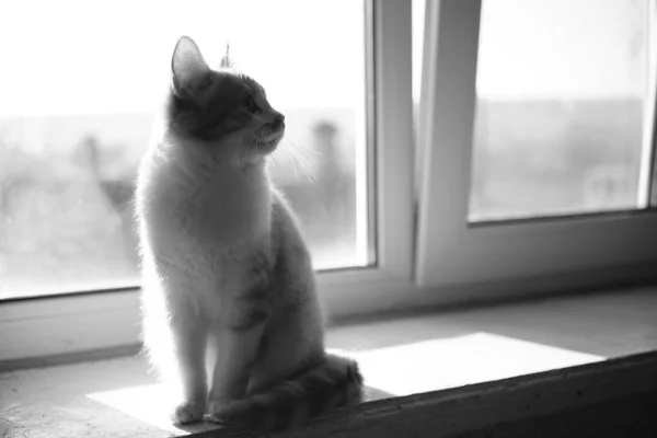 Gato encantador senta-se em um peitoril da janela ensolarado, foto bw . — Fotografia de Stock