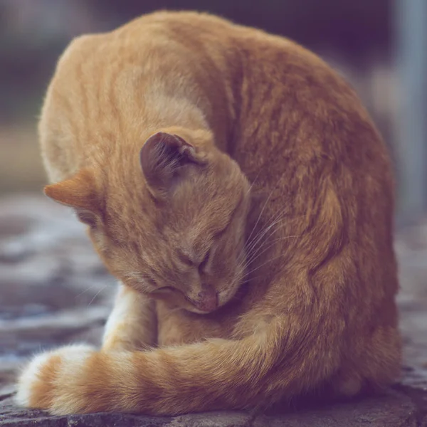 Gyömbér macska ül egy kő padlón, és tisztítja a testet, közelkép portré. — Stock Fotó