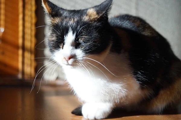 Tricolor kitty ligt op de vloer in de zonnige kamer, maneki neko kat. — Stockfoto
