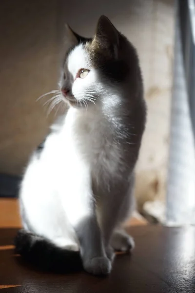 White kitten portrait in sunny room, domestic animals relax, lovely cat. — 图库照片