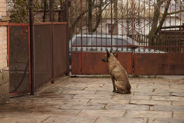 Egy pásztor kutya ül egy vidéki udvaron, közel a kapuhoz és várja a tulajdonost.. — Stock Fotó