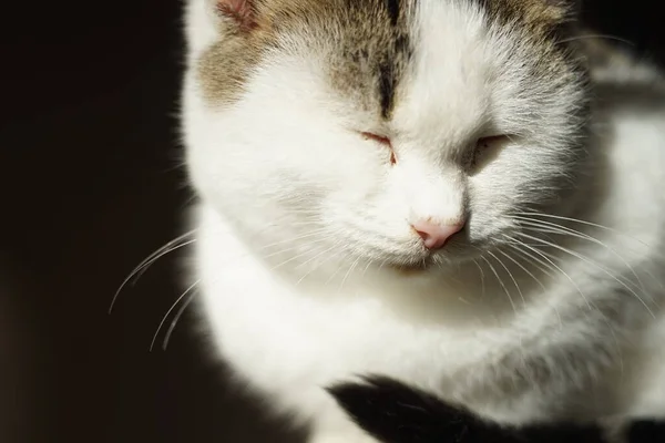 Biały koci portret snu w słoneczny dzień, zwierzęta domowe relaks. — Zdjęcie stockowe