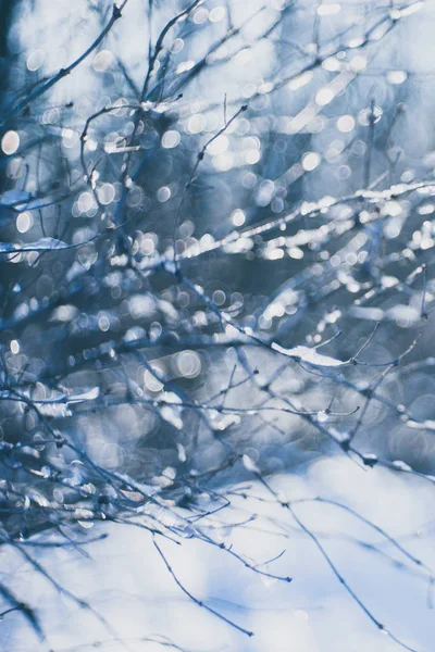Wazige achtergrond dunne takken in ijs, winterbos in de sneeuw. — Stockfoto