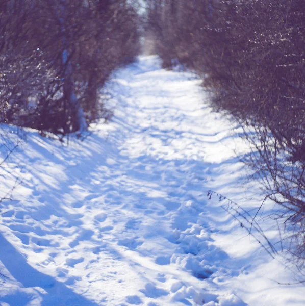 Winterbos met een besneeuwde weg. Bomen en takken in het ijs. Zonnige dag. — Stockfoto