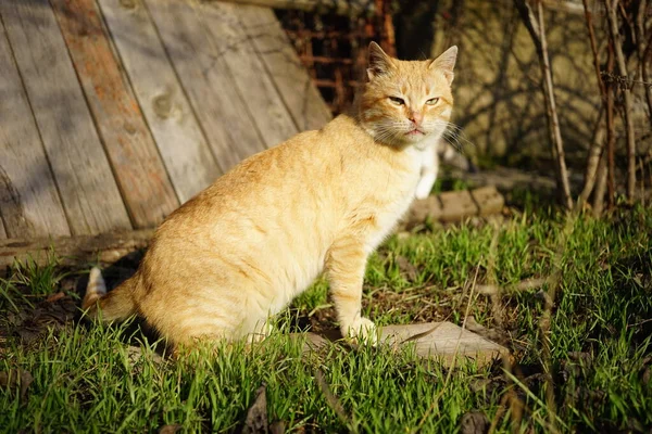Cute ginger cat sitting in a sunny garden on green grass, pet relaxing outdoors. — Stock Photo, Image