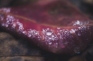 Pembe yaprağın üzerindeki yağmur damlaları. Sonbahar ormanı.