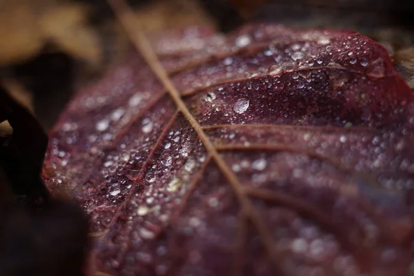 Gotas de lluvia en un primer plano de hoja rosa en el bosque de otoño . — Foto de Stock