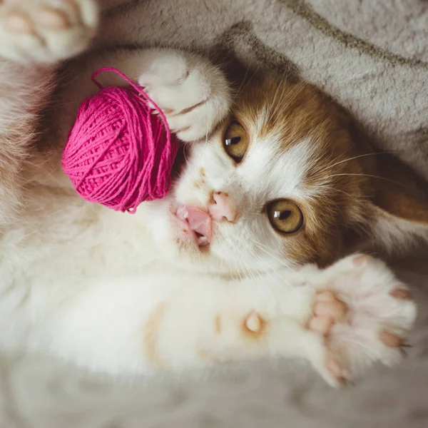 Імбирний кошеня грає з кулькою нитки, смішний кіт показує язик . — стокове фото