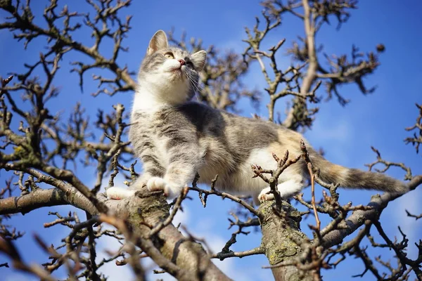 Söt grå kattunge på ett torrt träd mot en blå himmel, vacker katt klättrar på torra kala grenar av ett päron träd. — Stockfoto