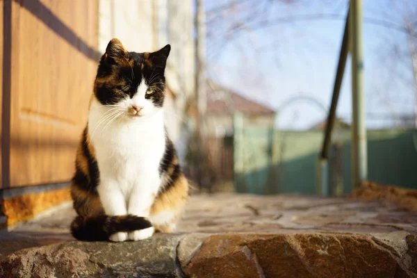 En tricolor fluffig katt sitter utomhus på tröskeln. Maneki Neko. — Stockfoto