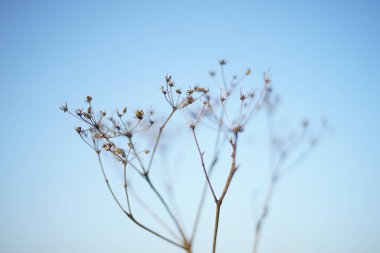 Mavi gökyüzü arka planında kuru sonbahar çimenleri.
