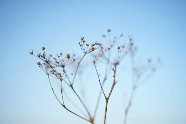 Hierba seca de otoño en fondo cielo azul . —  Fotos de Stock