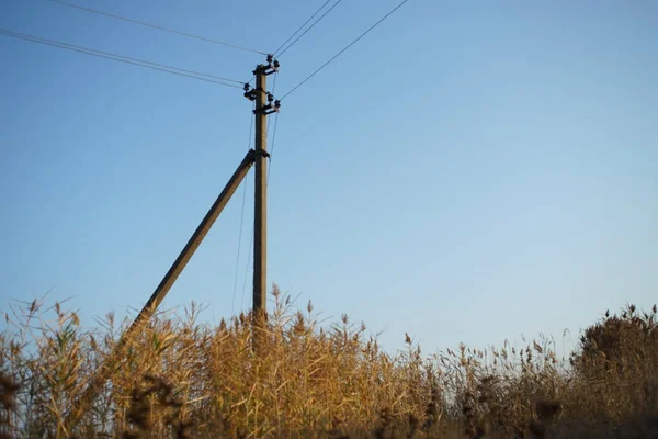 An old electric pole among dry autumn reed grass against a blue sky. — Stock Photo, Image