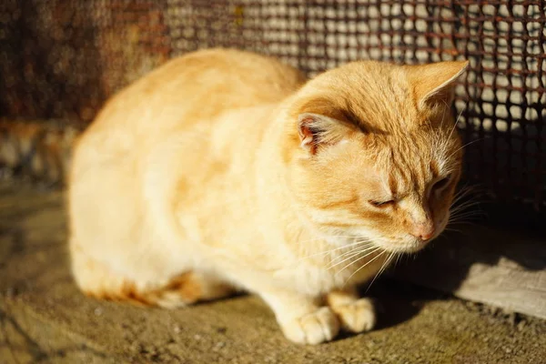 Ginger gato relaxar em um jardim ensolarado em cerca de pedra . — Fotografia de Stock