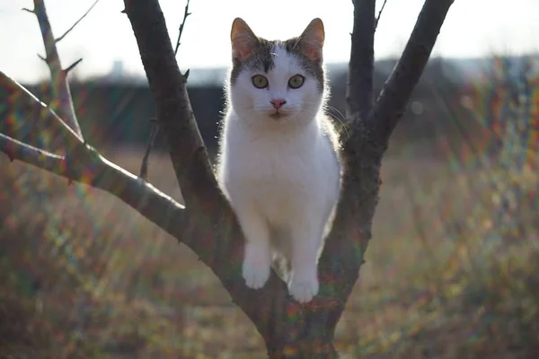 Schöne weiße Kätzchen spielen auf einem Baum. — Stockfoto