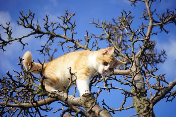 Милий імбирний кошеня грає на дереві на синьому небі, красива кішка піднімається на сухих гілках . — стокове фото