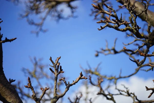 Gamla torra päron träd bar grenar närbild. — Stockfoto