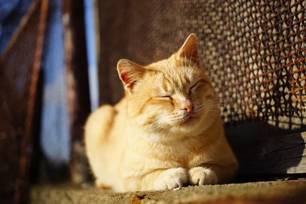 Cute orange cat resting in a sunny garden on a stone near a rusty fence, pet relaxes outdoors — 图库照片