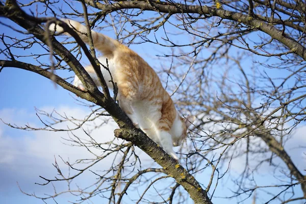 Gatinho de gengibre anda em uma árvore contra um céu azul, belo gato sobe em ramos nus secos . — Fotografia de Stock