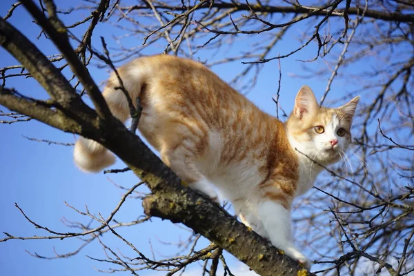 Gatinho de gengibre encantador passeio em um galho de árvore, belo retrato de gato na natureza . — Fotografia de Stock