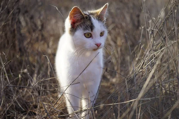 Söt vit kattunge gå i torrt gräs. Härlig kattjakt i den soliga trädgården. — Stockfoto