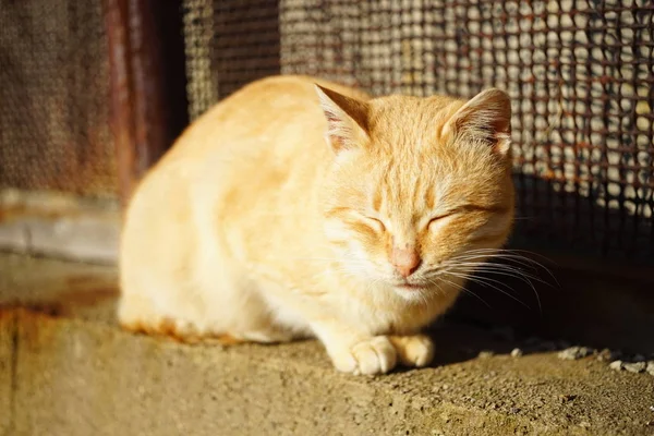 Gato bonito gengibre relaxar em um jardim ensolarado . — Fotografia de Stock