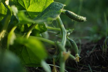Sarı çiçekli genç salatalıklar güneşli bir bahçede yetişir..